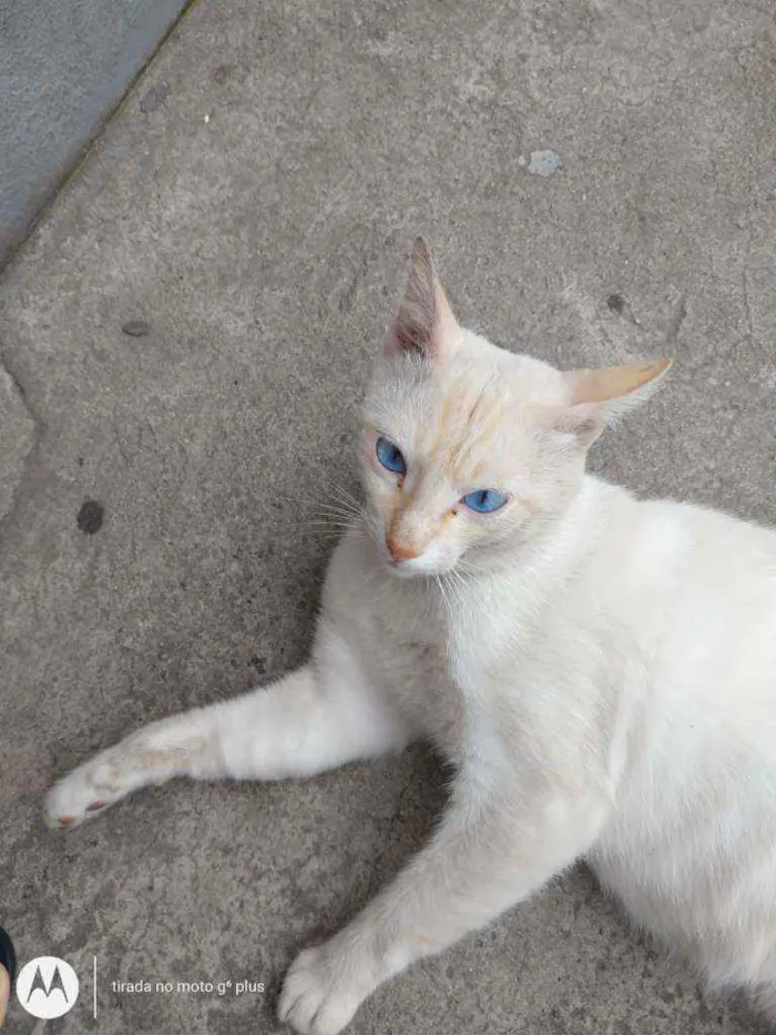 Gato raça Desconhecida  idade 2 anos nome Pipoca