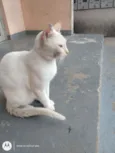 Pipoca