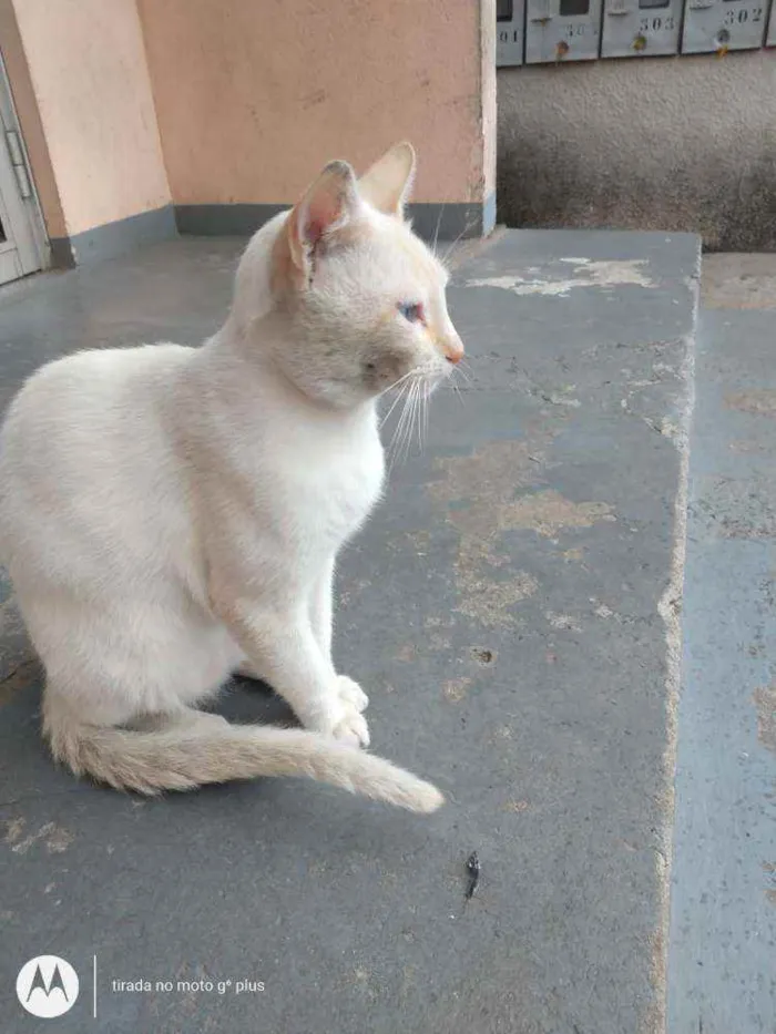 Gato raça Desconhecida  idade 2 anos nome Pipoca
