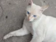 Pipoca