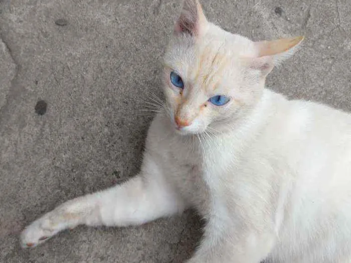 Gato raça Desconhecida  idade 2 anos nome Pipoca