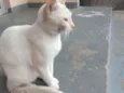 Pipoca
