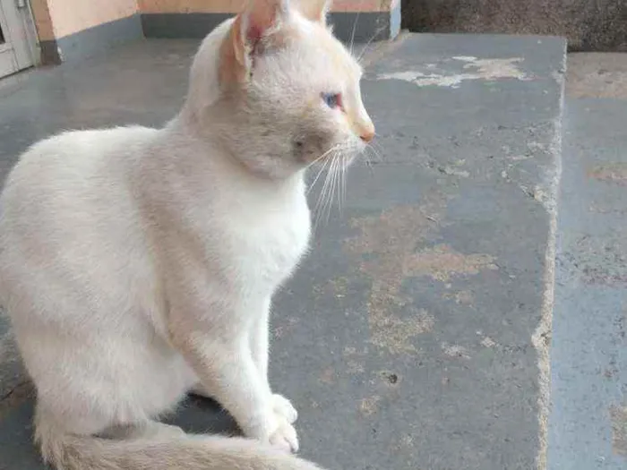 Gato raça Desconhecida  idade 2 anos nome Pipoca