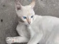 Pipoca