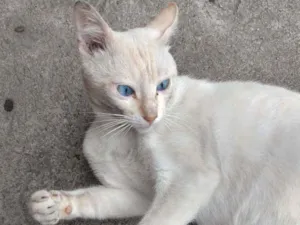 Gato raça Desconhecida  idade 2 anos nome Pipoca