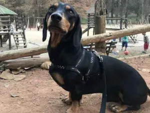 Cachorro raça Duschund idade 5 anos nome Scooby 