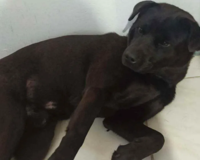 Cachorro ra a Labrador mestiço idade 1 ano nome Slade