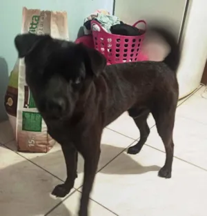 Cachorro raça Labrador mestiço idade 1 ano nome Slade