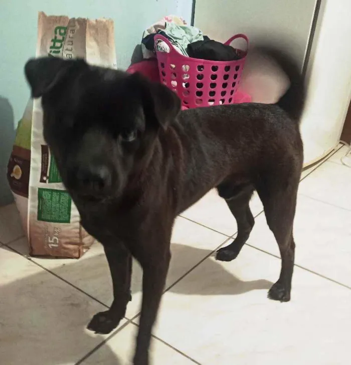 Cachorro ra a Labrador mestiço idade 1 ano nome Slade