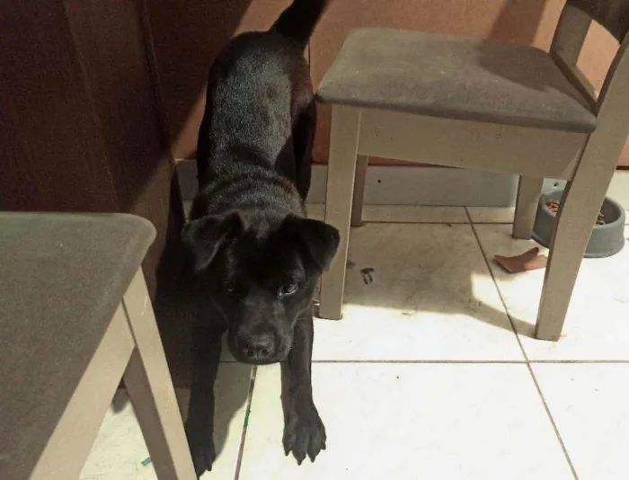 Cachorro ra a Labrador mestiço idade 1 ano nome Slade