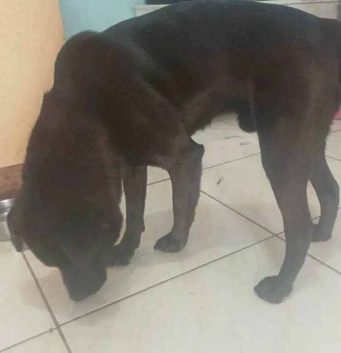 Cachorro ra a Labrador mestiço idade 1 ano nome Slade