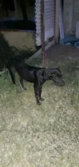 Pretinha