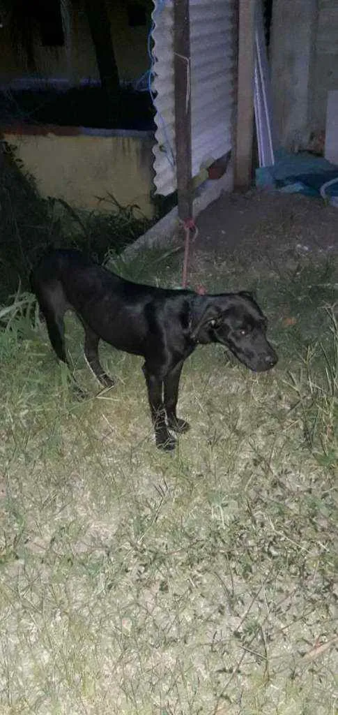 Cachorro ra a Mestiça  idade 2 anos nome Pretinha