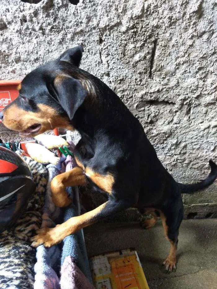 Cachorro ra a Vira lata  idade 2 anos nome Hércules