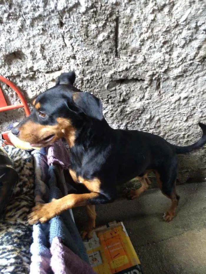Cachorro ra a Vira lata  idade 2 anos nome Hércules