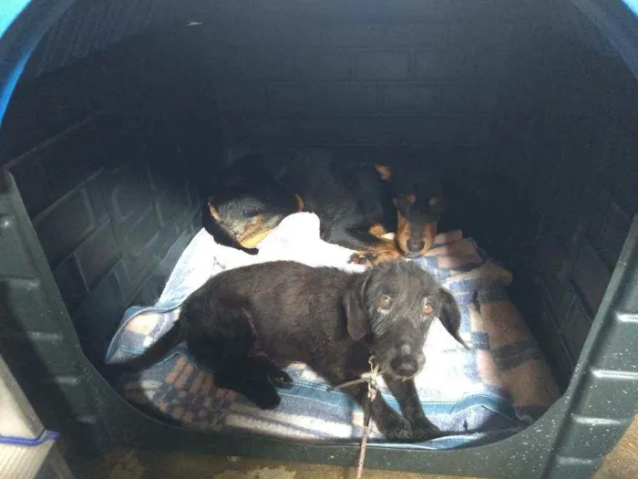 Cachorro ra a Vira lata  idade 2 anos nome Hércules