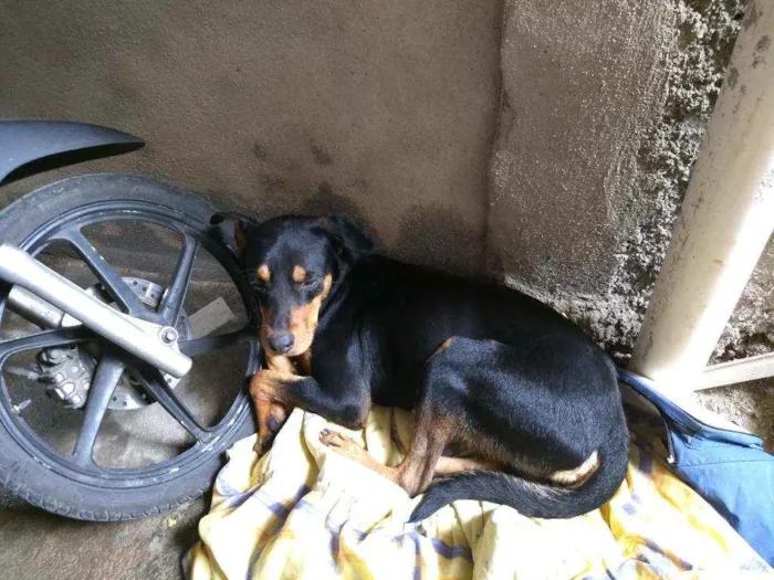 Cachorro ra a Vira lata  idade 2 anos nome Hércules
