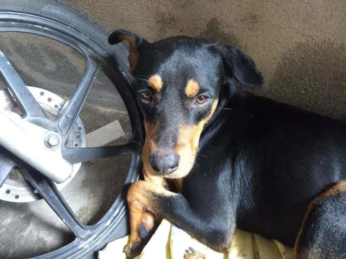 Cachorro ra a Vira lata  idade 2 anos nome Hércules