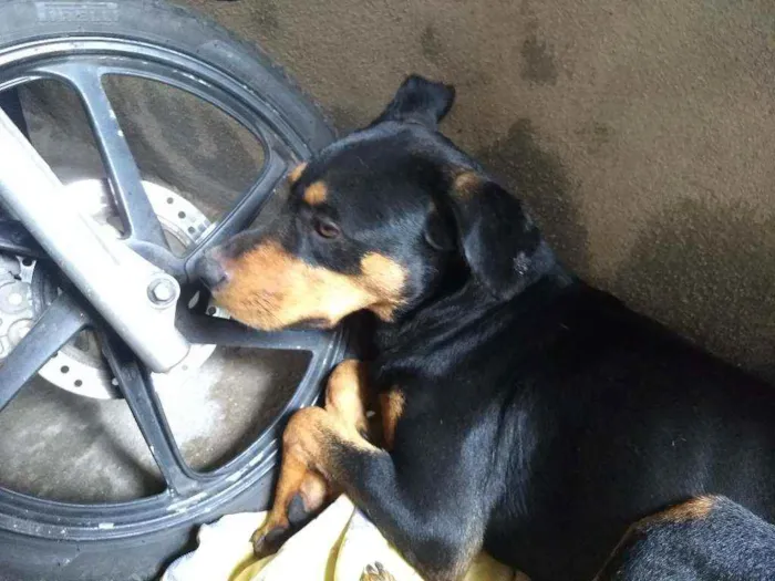 Cachorro ra a Vira lata  idade 2 anos nome Hércules