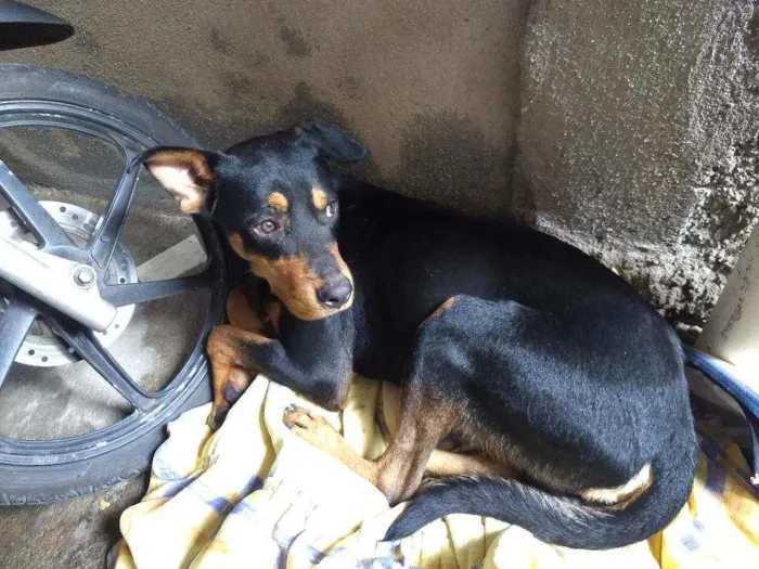 Cachorro ra a Vira lata  idade 2 anos nome Hércules