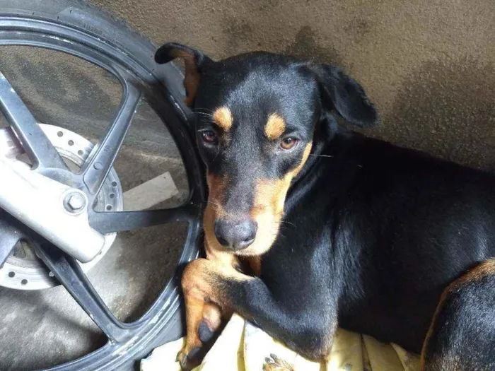 Cachorro ra a Vira lata  idade 2 anos nome Hércules