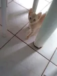 Faísca,amora,tom,epa