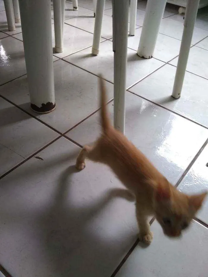 Gato raça  idade 2 a 6 meses nome Faísca,amora,tom,epa