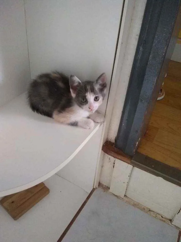 Gato raça  idade 2 a 6 meses nome Faísca,amora,tom,epa