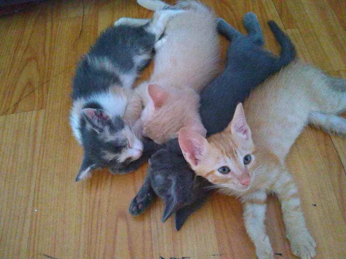 Gato raça  idade 2 a 6 meses nome Faísca,amora,tom,epa