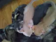 Faísca,amora,tom,epa