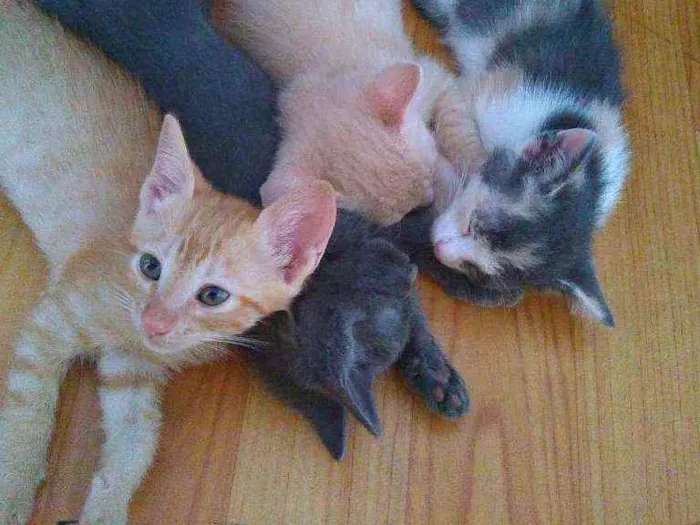 Gato raça  idade 2 a 6 meses nome Faísca,amora,tom,epa