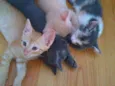 Faísca,amora,tom,epa