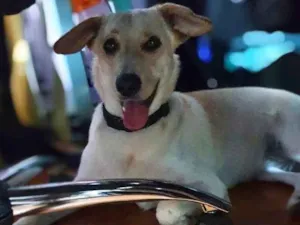 Cachorro raça Srd idade  nome Juju