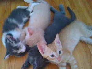 Gato raça  idade 2 a 6 meses nome Faísca,amora,tom,epa