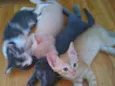 Faísca,amora,tom,epa