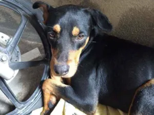 Cachorro raça Vira lata  idade 2 anos nome Hércules