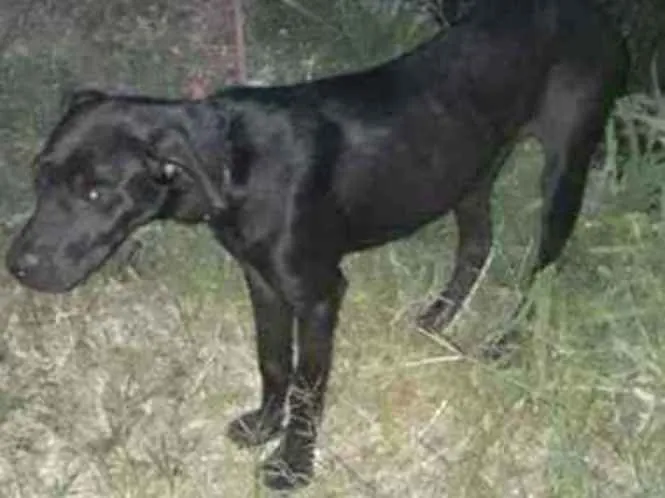 Cachorro ra a Mestiça  idade 2 anos nome Pretinha