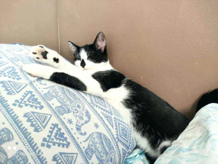 Gato ra a Srd idade 2 a 6 meses nome Oreo