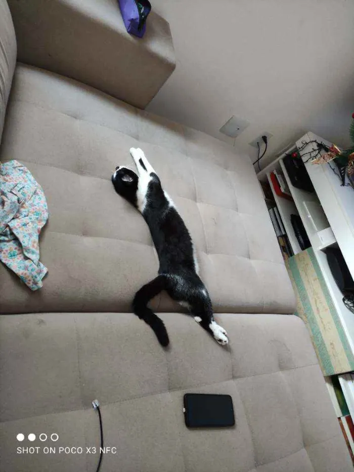 Gato ra a Srd idade 2 a 6 meses nome Oreo
