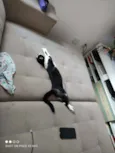 Oreo