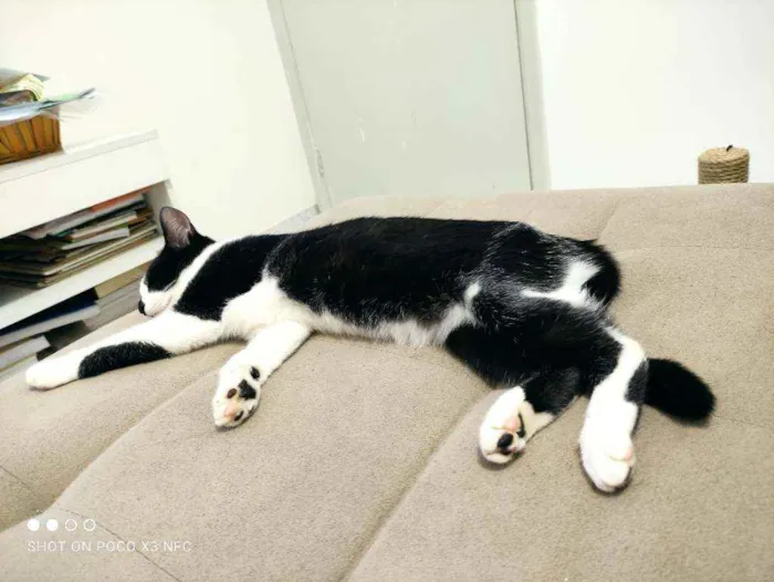 Gato ra a Srd idade 2 a 6 meses nome Oreo