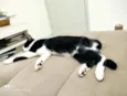 Oreo