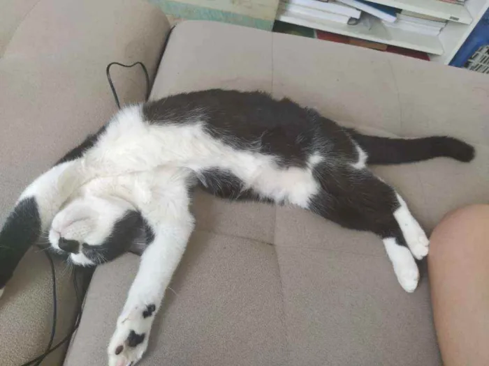 Gato ra a Srd idade 2 a 6 meses nome Oreo