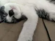 Oreo