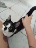 Oreo
