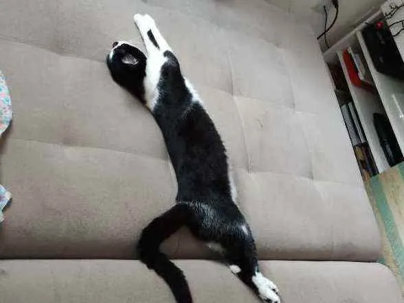 Gato ra a Srd idade 2 a 6 meses nome Oreo
