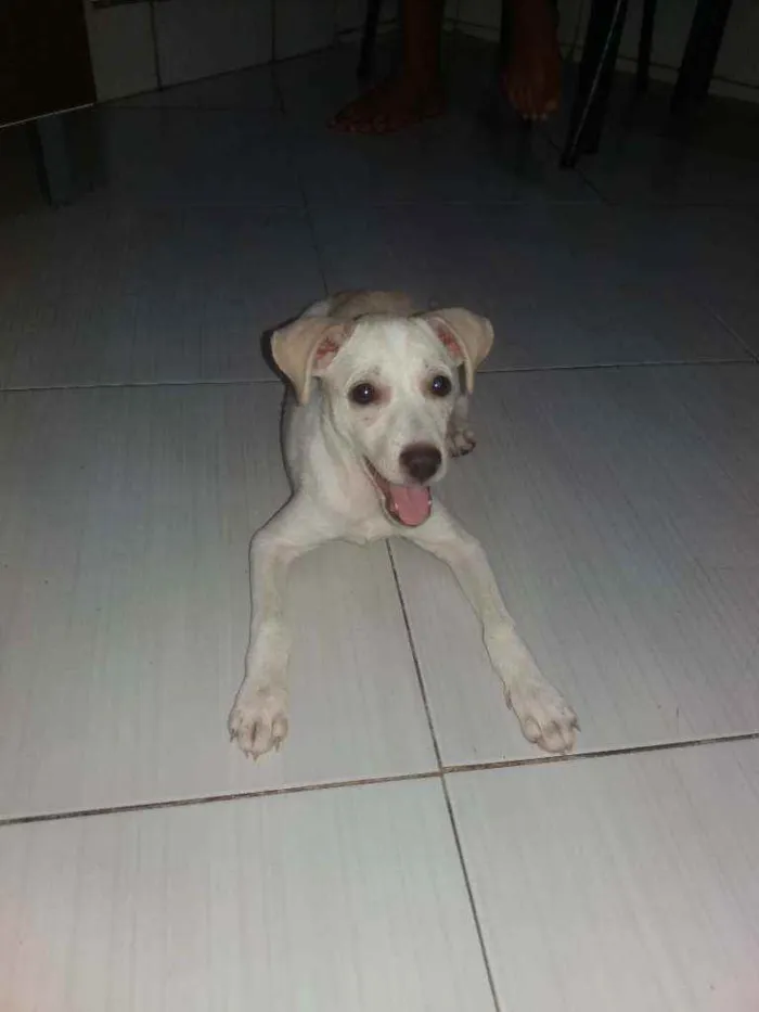 Cachorro ra a SRD idade 2 a 6 meses nome Macarena