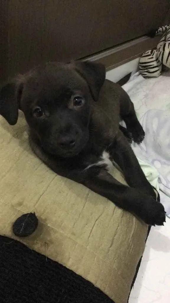 Cachorro ra a Mestiço  idade 2 a 6 meses nome Jenos 