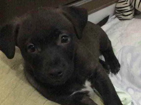Cachorro ra a Mestiço  idade 2 a 6 meses nome Jenos 