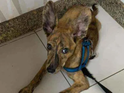 Cachorro raça vira lata idade 2 a 6 meses nome desconhecido